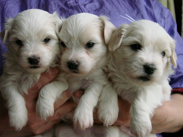 The 3 mâles (4 weeks old)